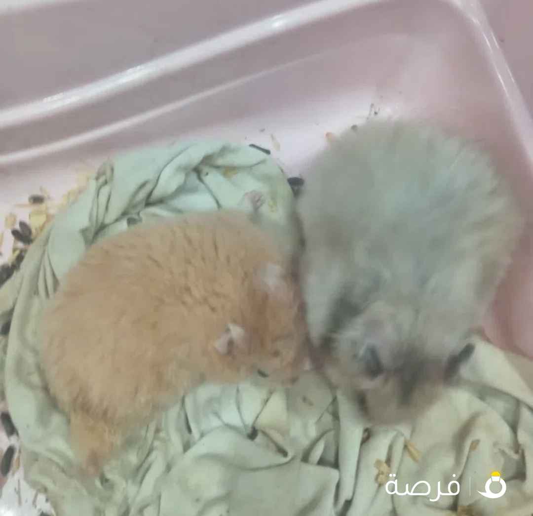 زوج هامستر والأنثى حامل مع القفص ⁦⁦5⁩⁩