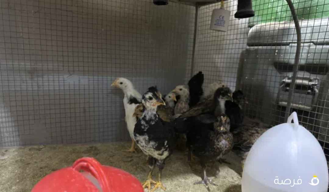 دجاج عمر شهر