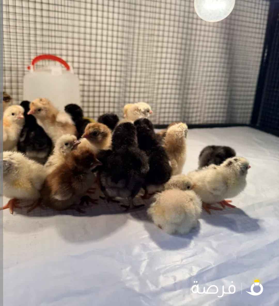 صيصان عربي وعقارب