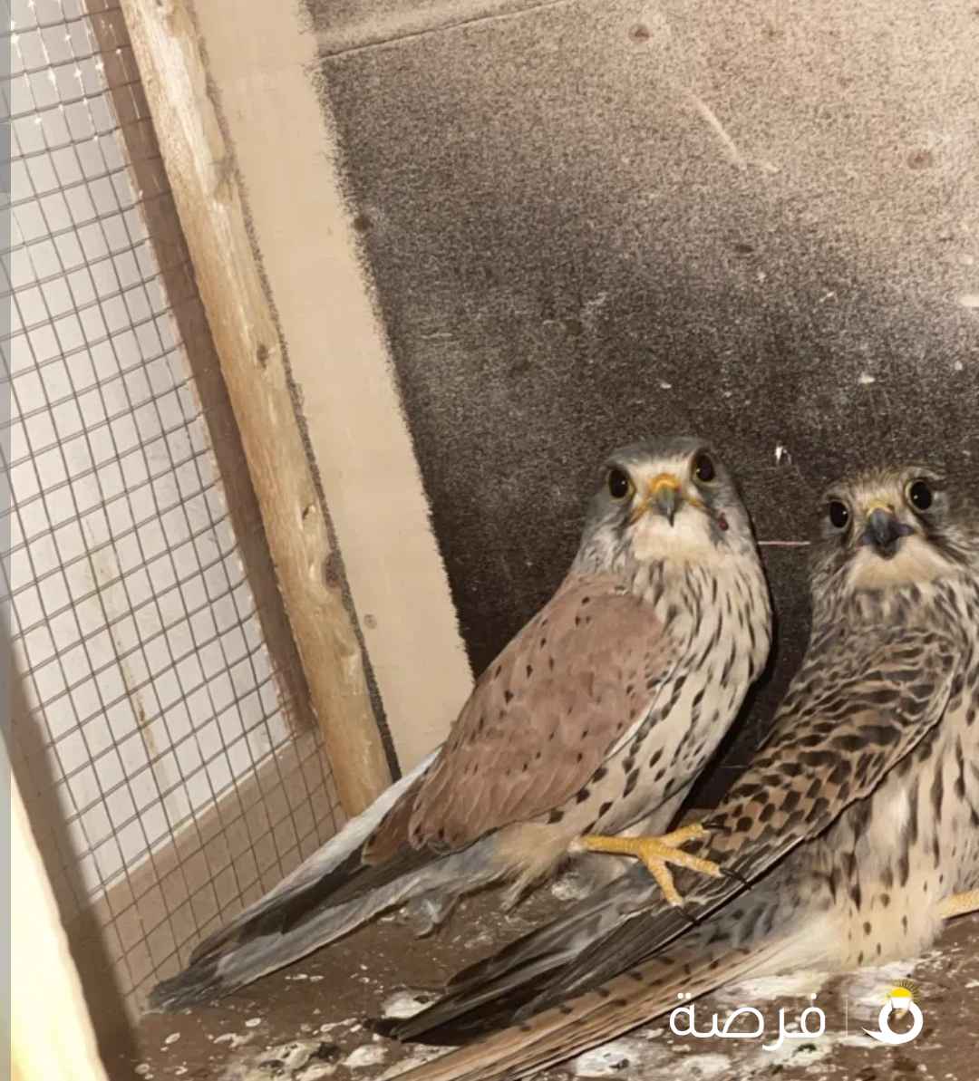 لله الحمد تم توفير دفعه جديده من الحميميجات و ترمه و في ترمه بحريه بالاسعار كاسره السوق حياكم الله