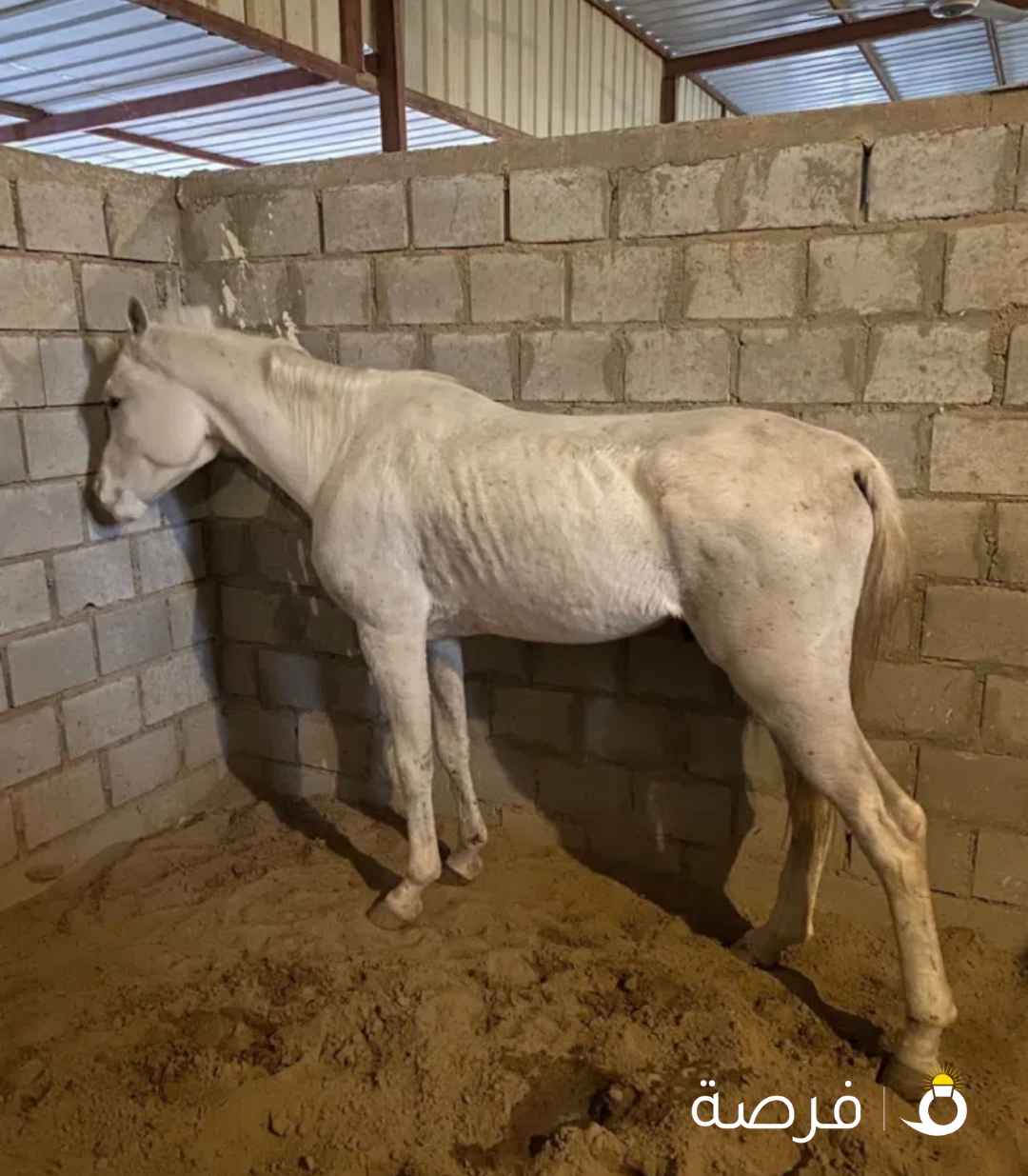 خيل مصري هادي متعلم ادب وتكبيش عمره خمس سنين لاحقا ضعف الحد ⁦⁦200⁩⁩ شرط السلم