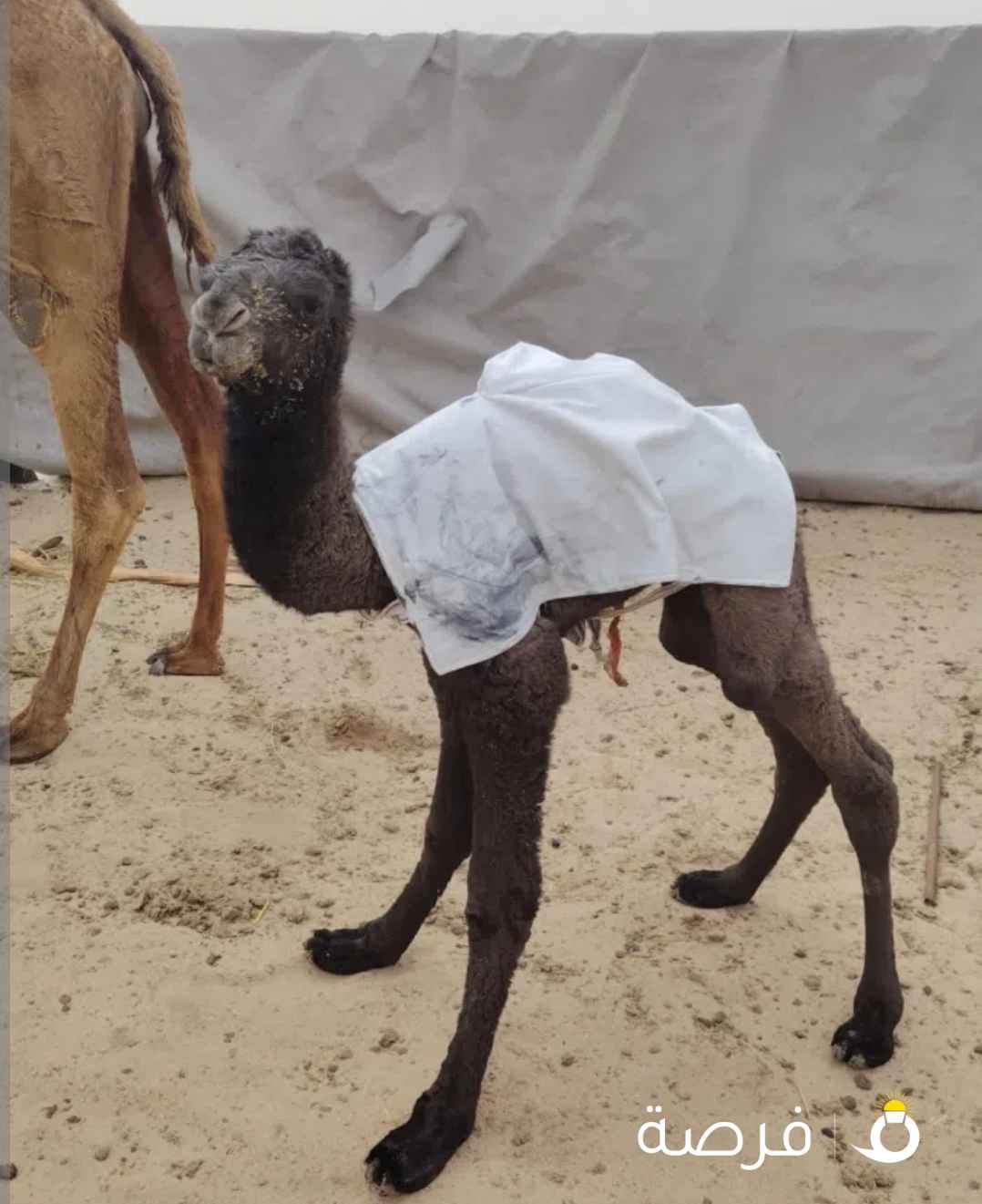 راعي الابل عنم ماعز سوداني خبر