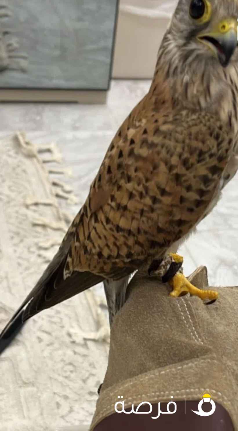 للبيع طيور احجام طيبه وصحه فوق الممتازه معاهم اغراضهم دس وسبوق وبرقع سعر الواحد ( ⁦⁦20⁩⁩ ) دينار