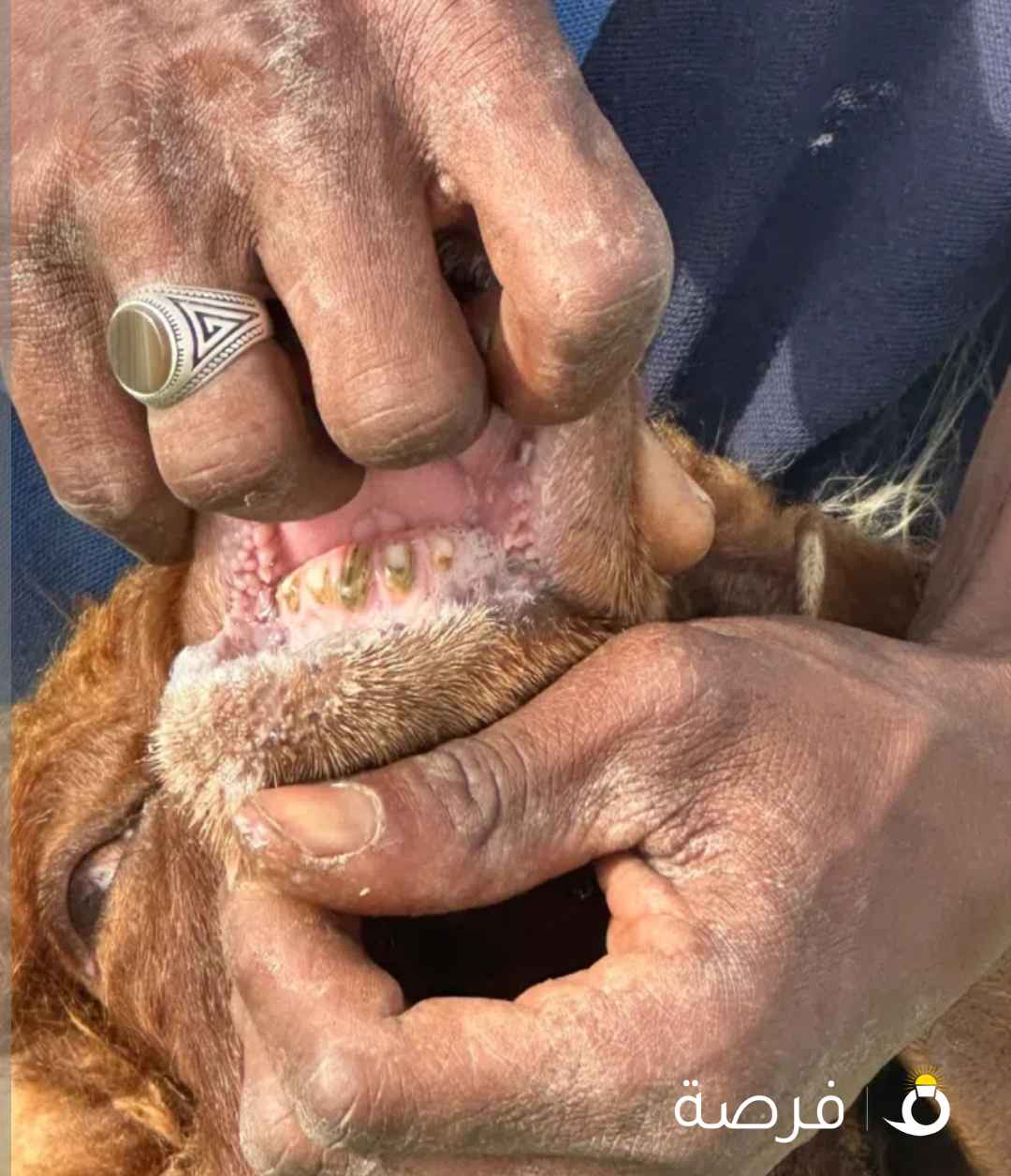 للبيع مطفل نعيمي صافها السنون ملح