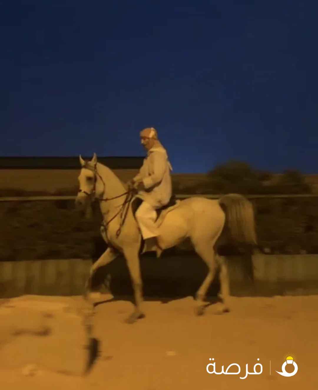 حصان بولش بدون اوراق جرم طيب و رفيع