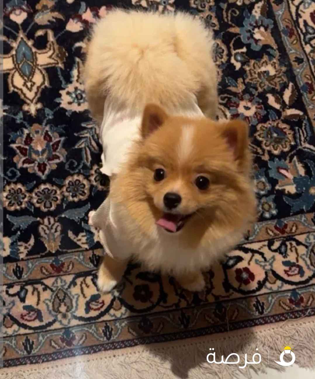 Mini Pomeranian dog