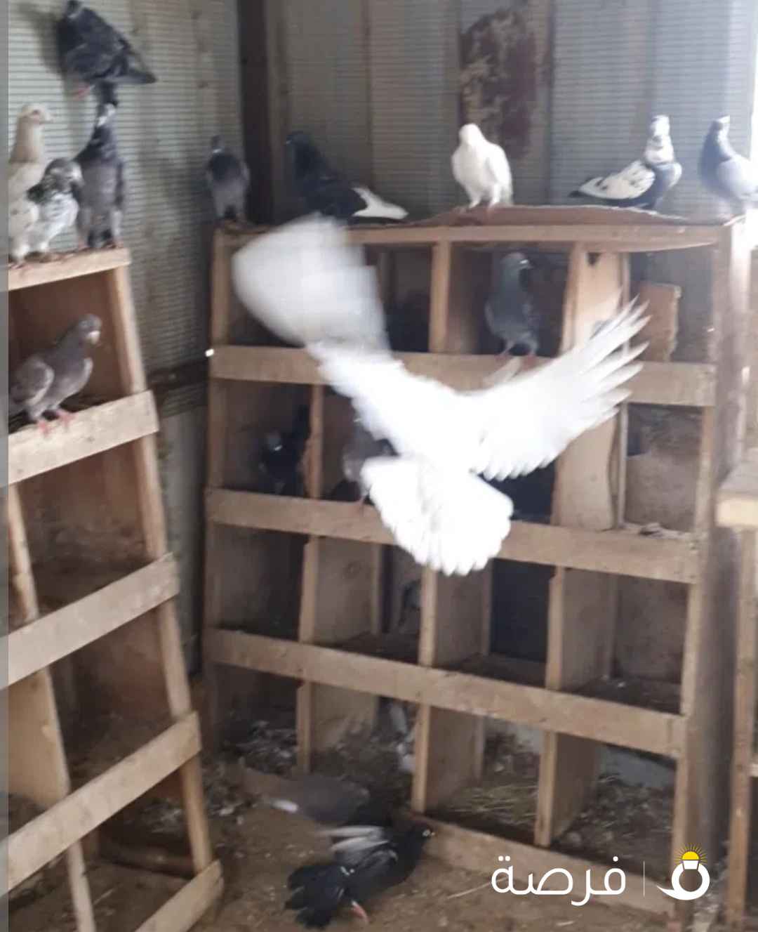 للبيع حمام