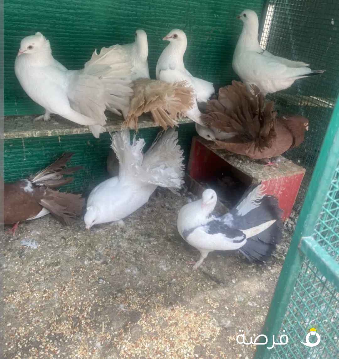 حمام شمسي ولوت ملاوين