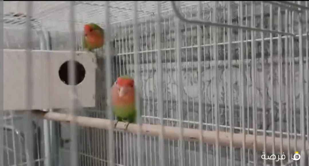 زوج روز منتج من قبل ثلاث مرات منتج