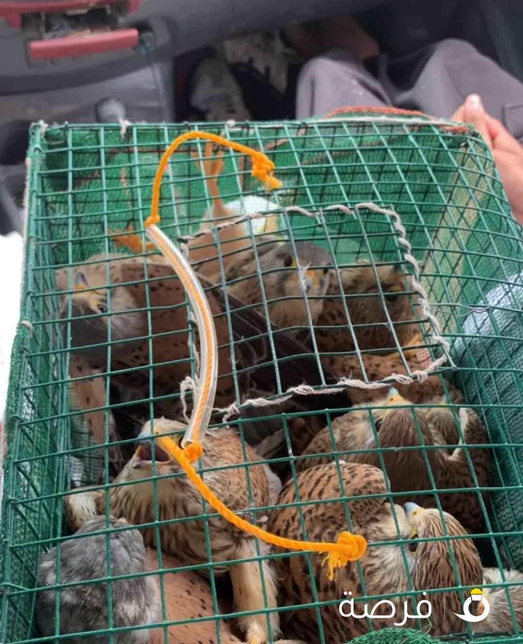 طيور للبيع ومن غير أغراض
