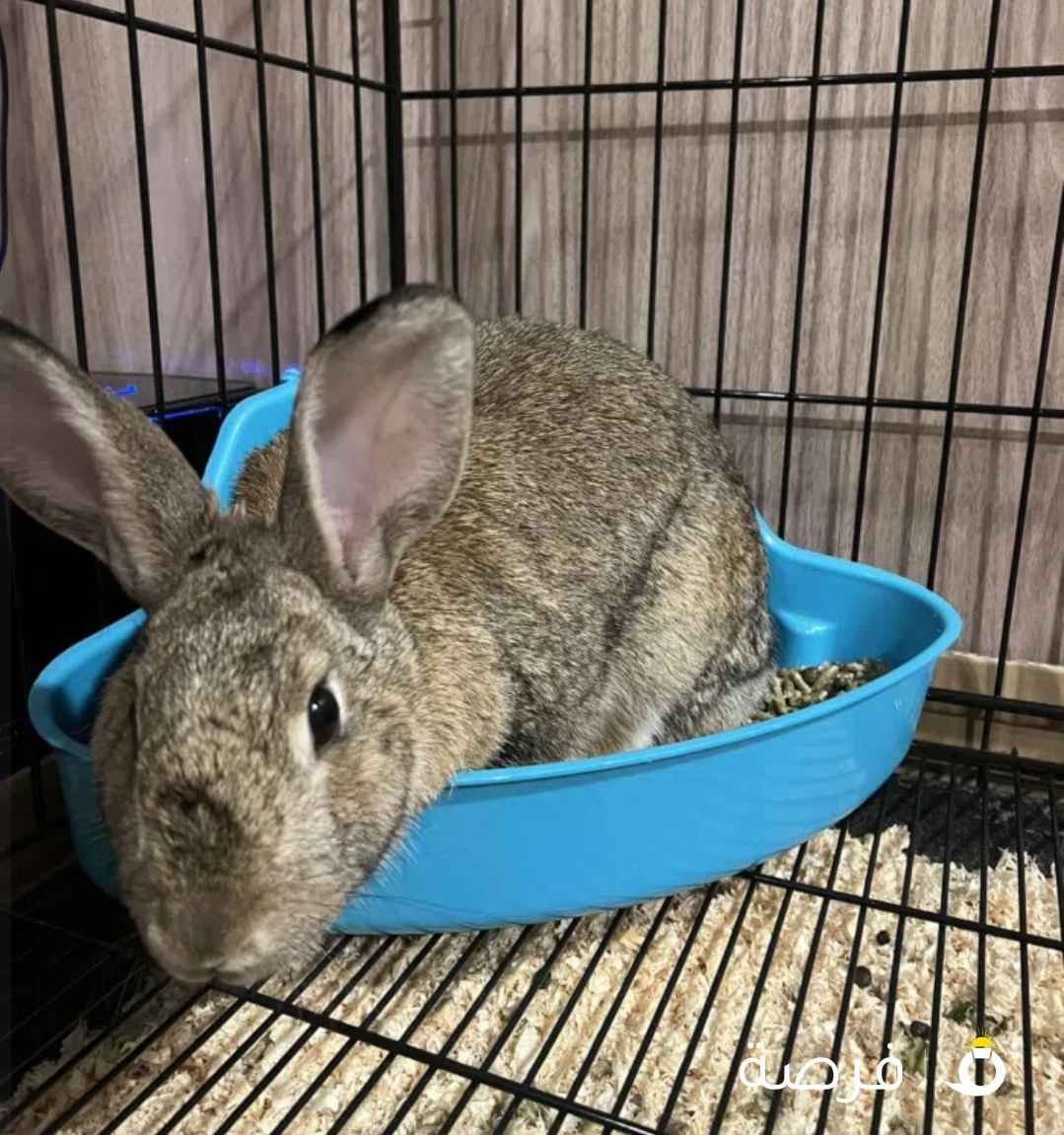 للبيع ارنب عملاق