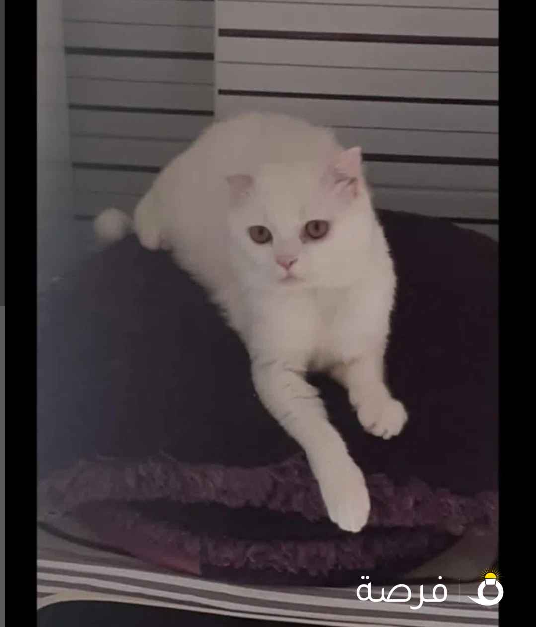 قط للتبني والتزاوج