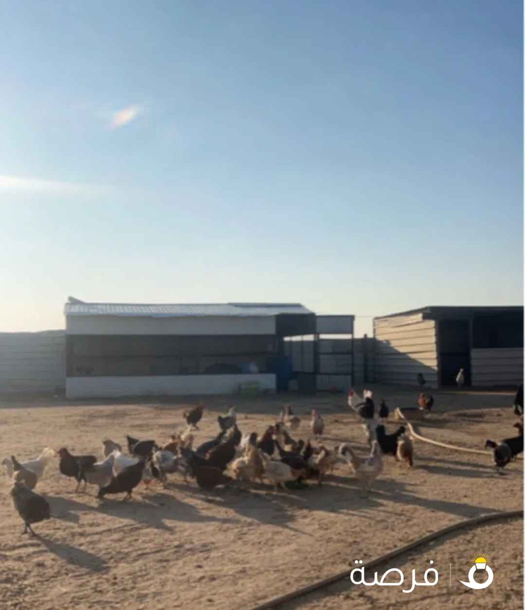 للبيع دجاج عربي