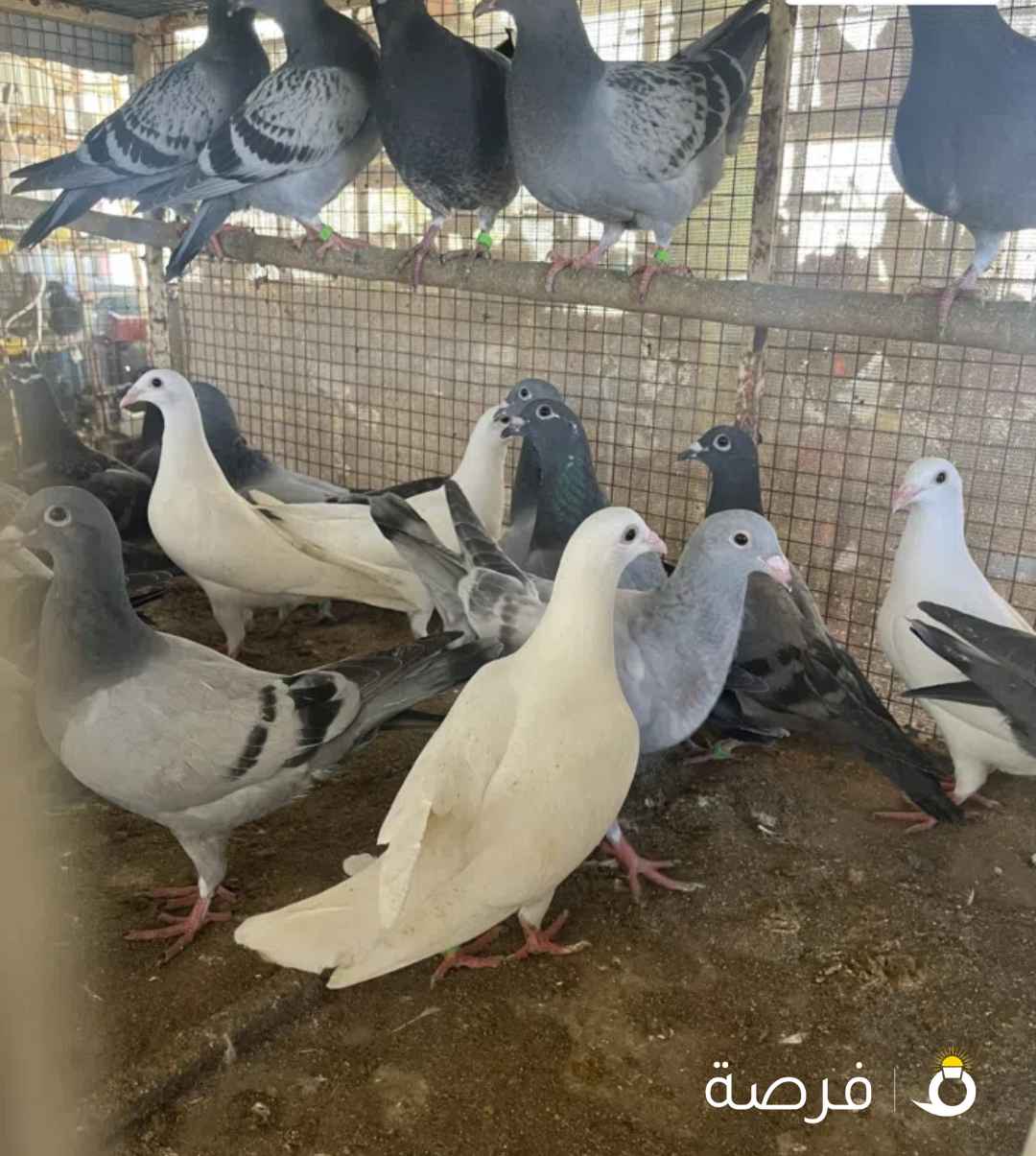 طبات زاجل للبيع