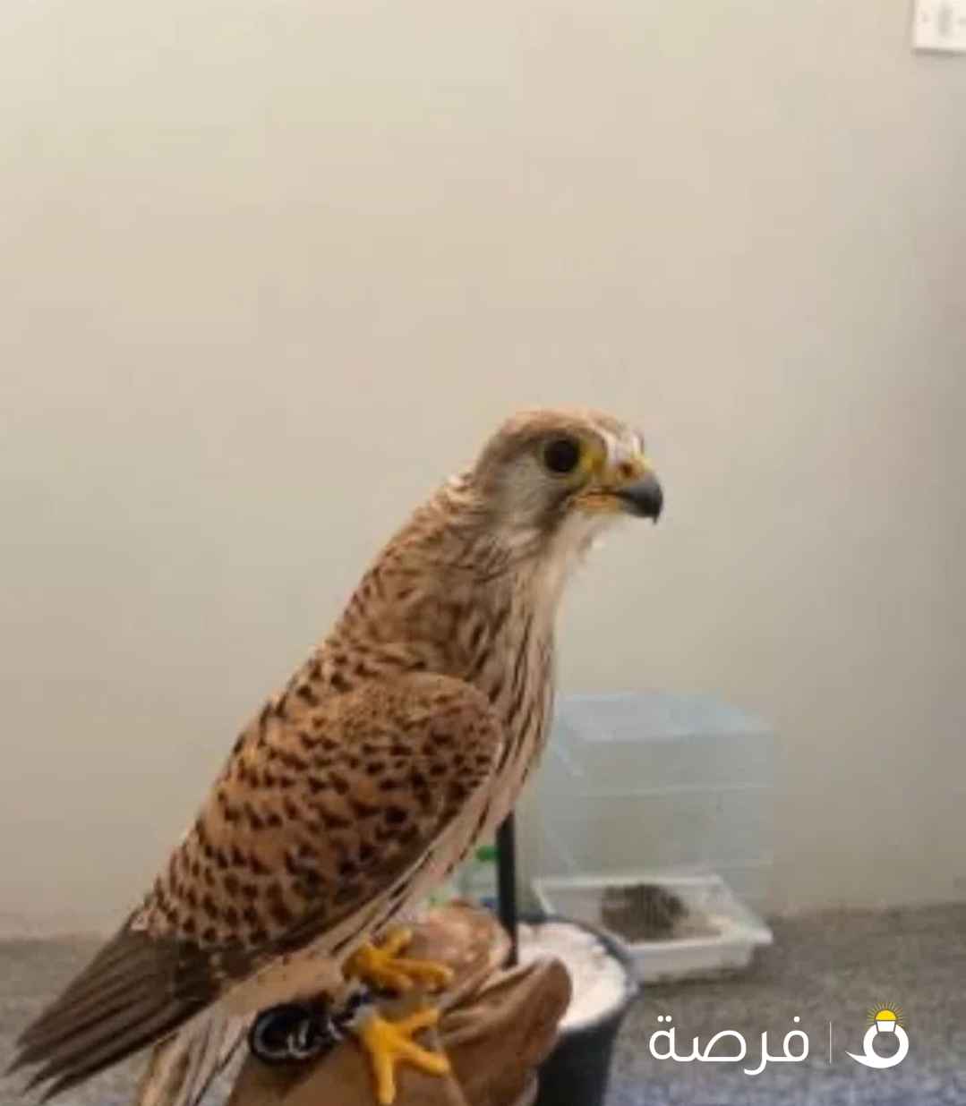 للبيع طيور جارحه