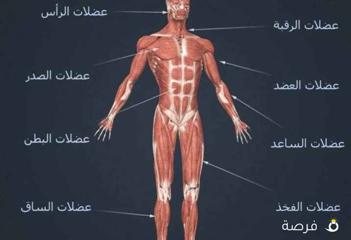 مساج المطرقة الألم الجسم