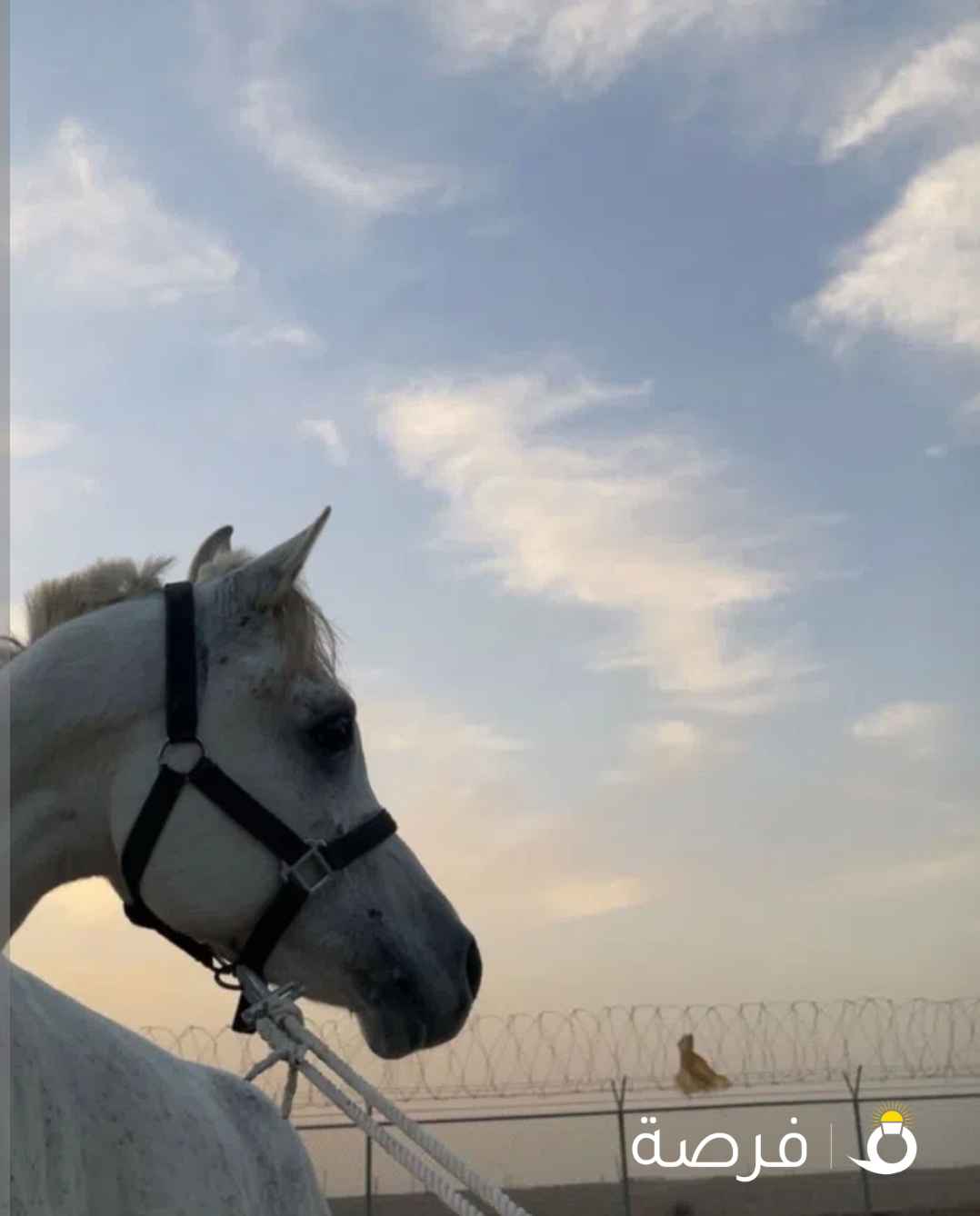 للبيع حصان مصري حار العمر ⁦⁦4⁩⁩ شوي قريب الخمسه الحصان طيب والبيع على المنظور ملاحظه البيعه مع كل اغراضه