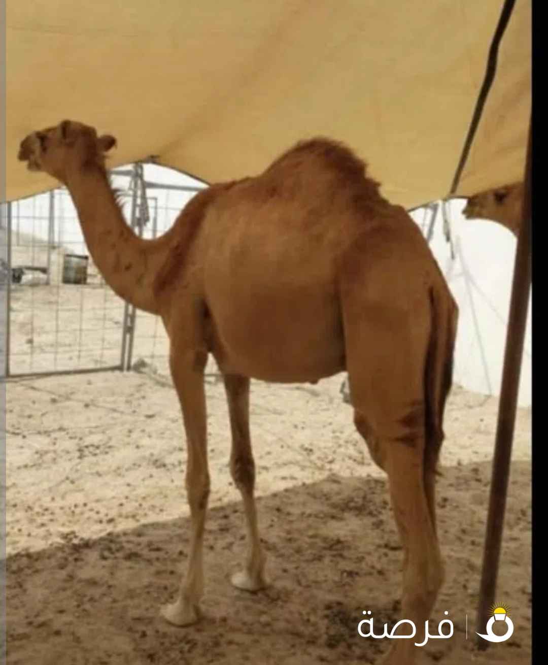 حاشي وقعدان للبيع