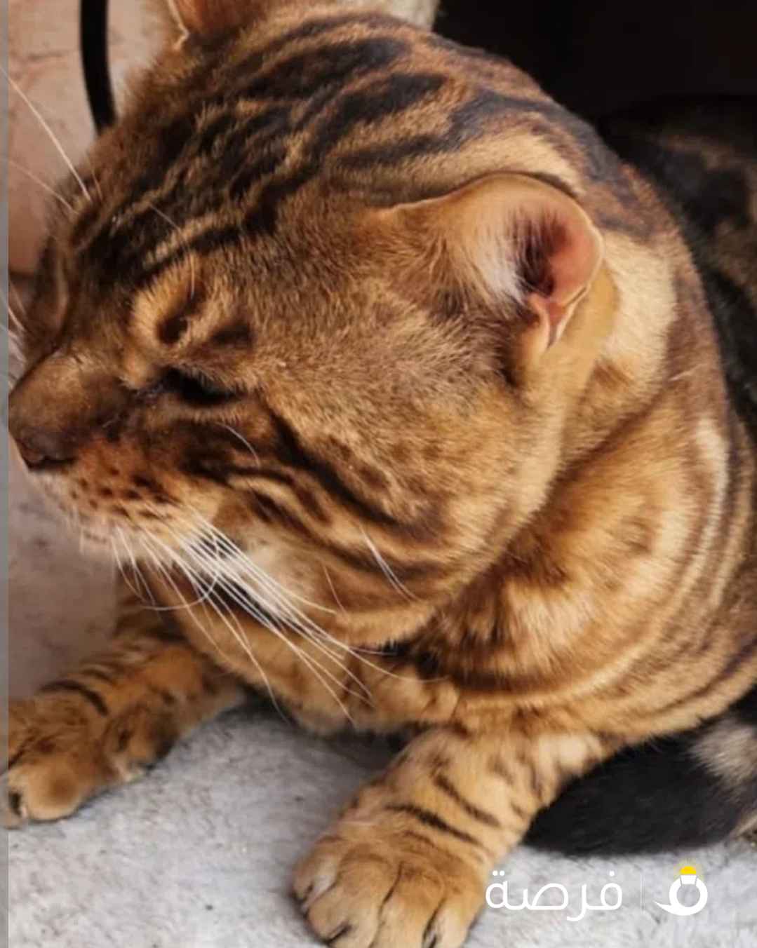 قط بنغال للبيع