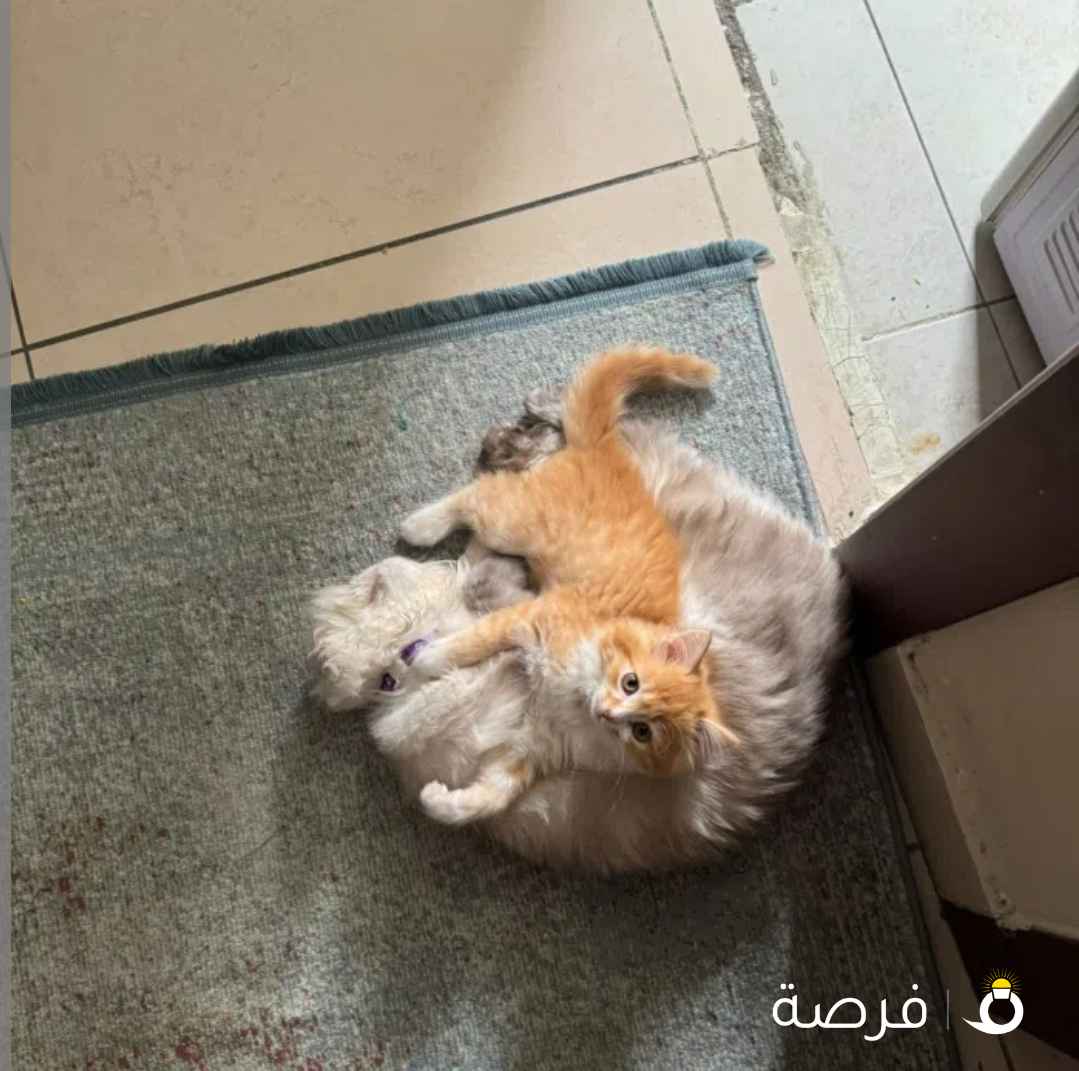 قطه شيرازي معقمه عمر سنتين