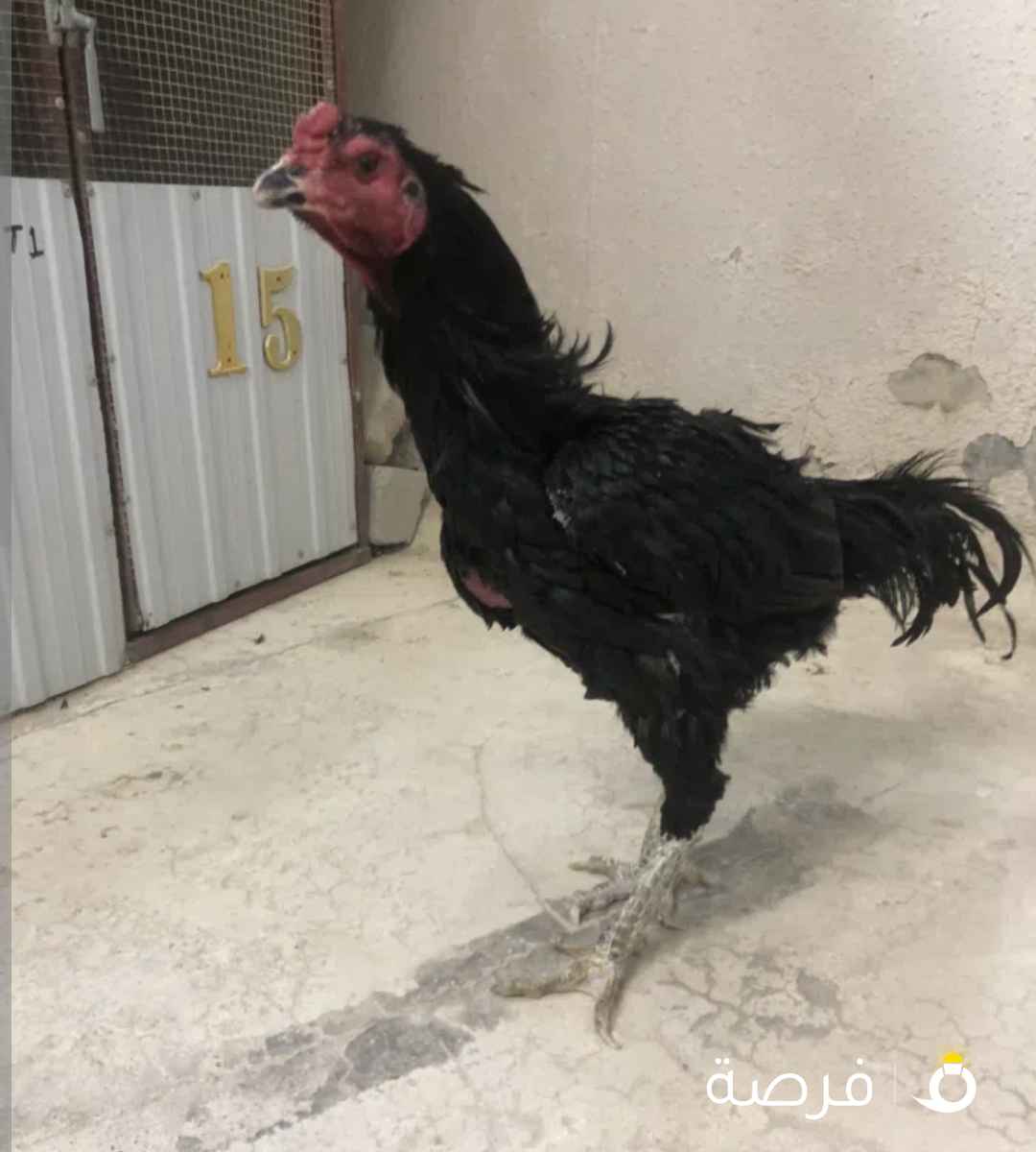 طقم تايلندي اسود