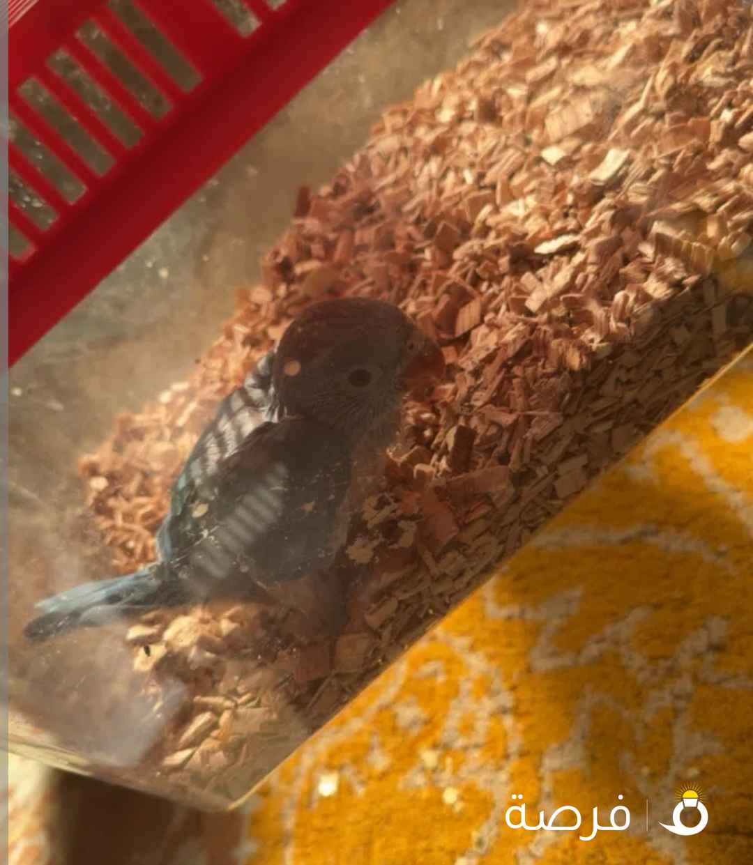 للبيع ببغاء بيبي متوه دره العمر شهرين عس
