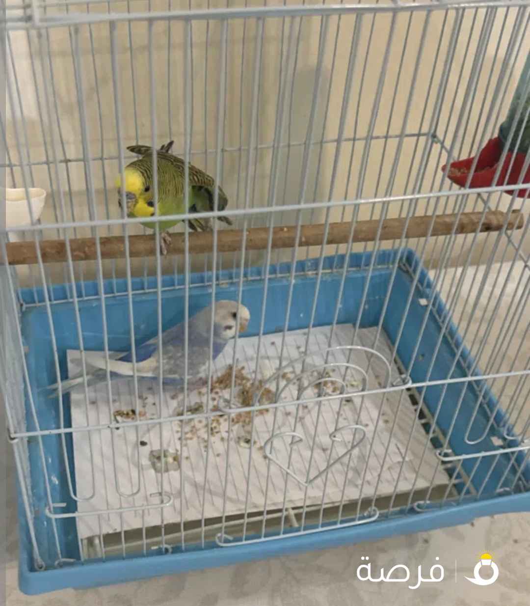 للبيع زوجين طيور بادجي