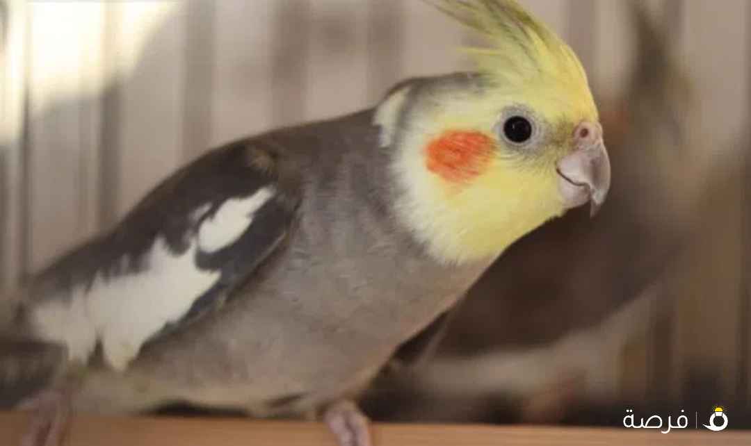 للبيع طير كوكتيل او كروان ذكر