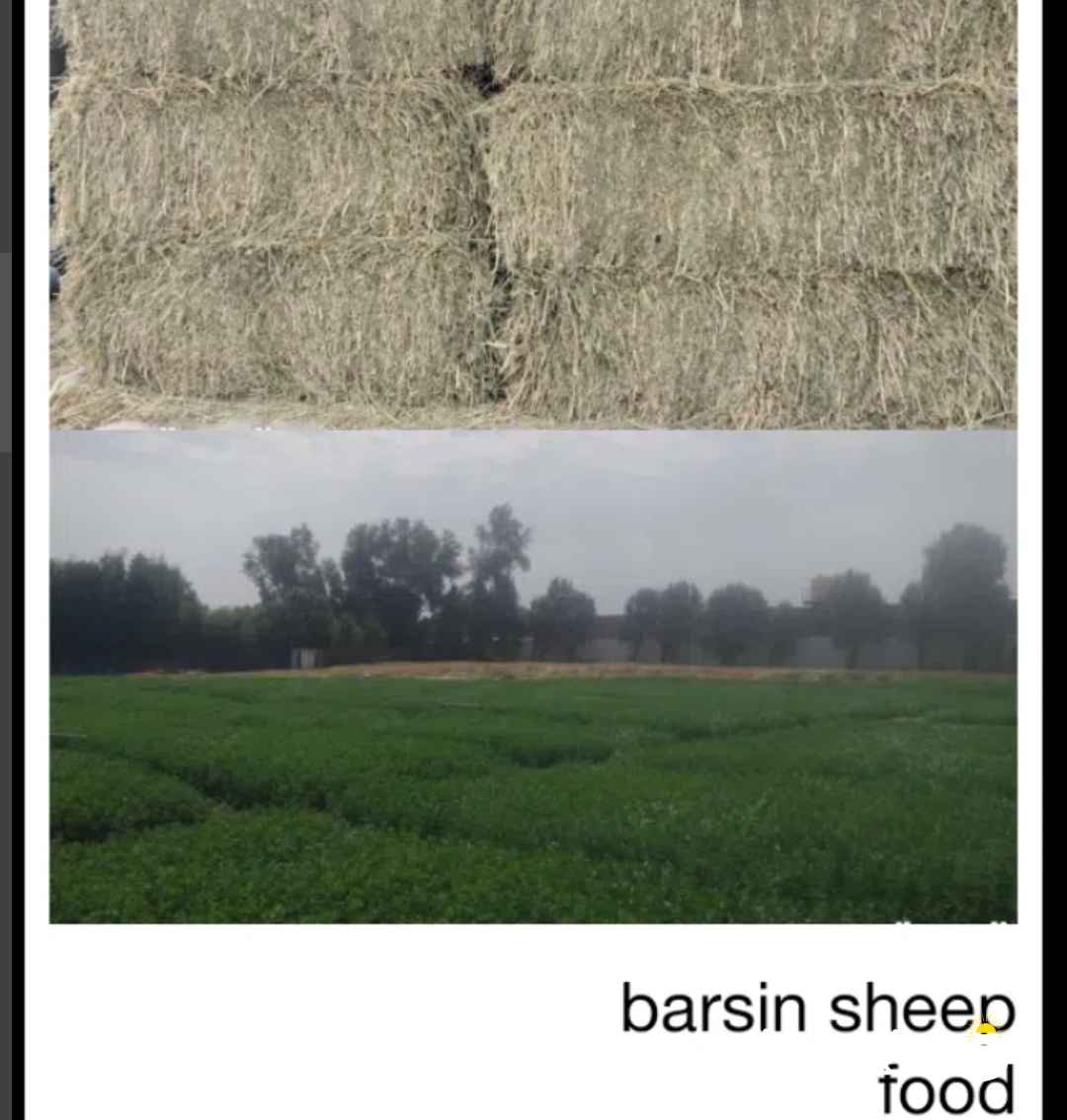 علف وبدائل العلف. دواجن. غنم. طيور. جميع الأنواع.. أزولا