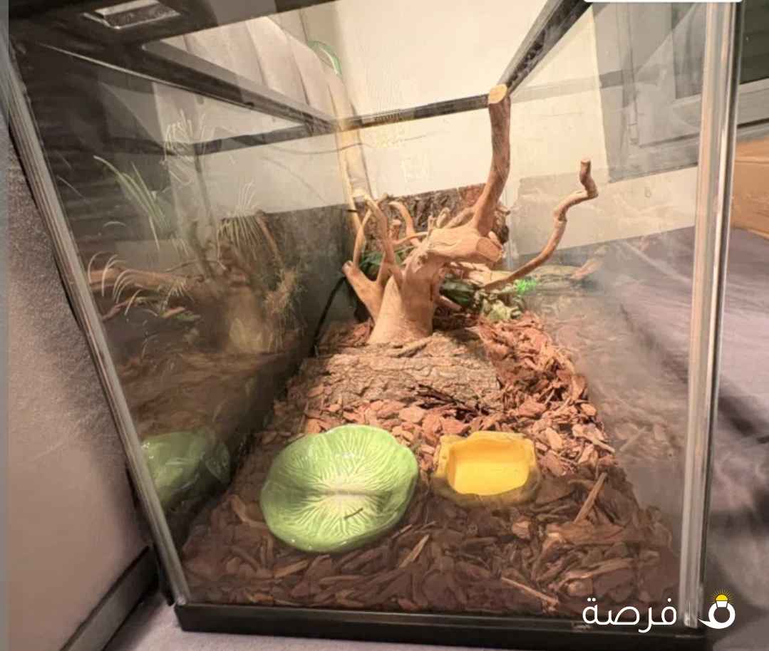 حوض زواحف مجهز بالكامل