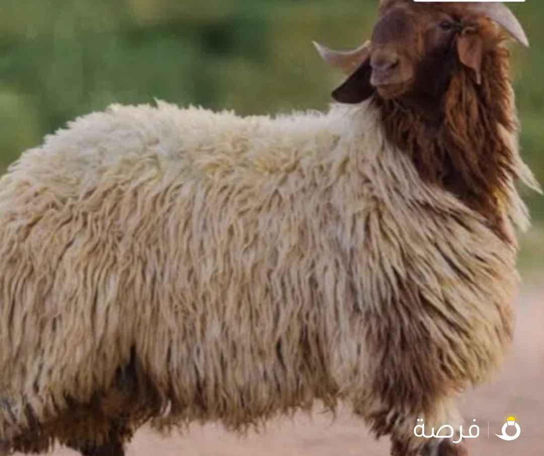 قصاب الكويت تحت الطلب لجميع مناطق الكويت