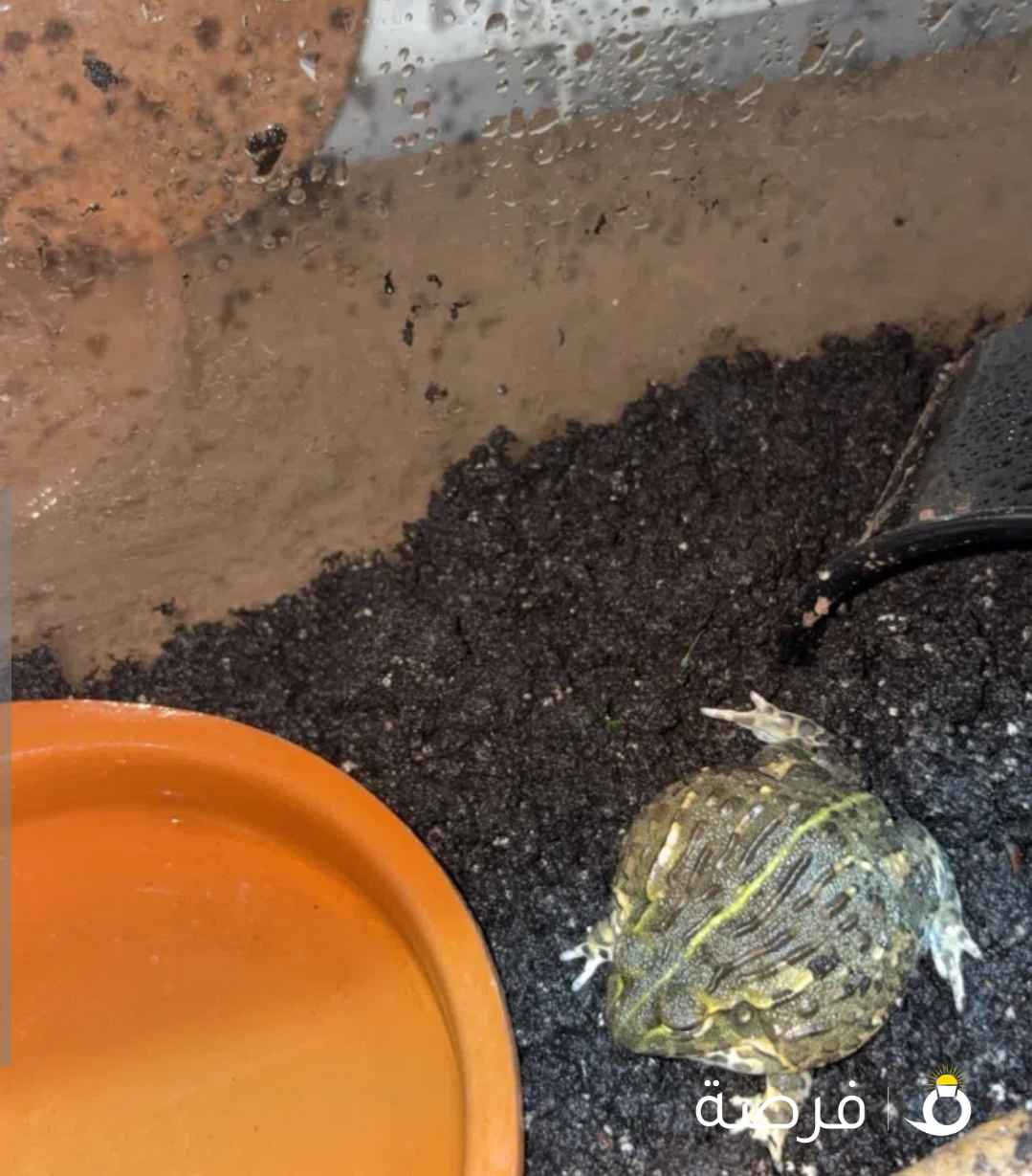 ضفدع البكسي /⁦⁦pixie⁩⁩ ⁦⁦frog⁩⁩