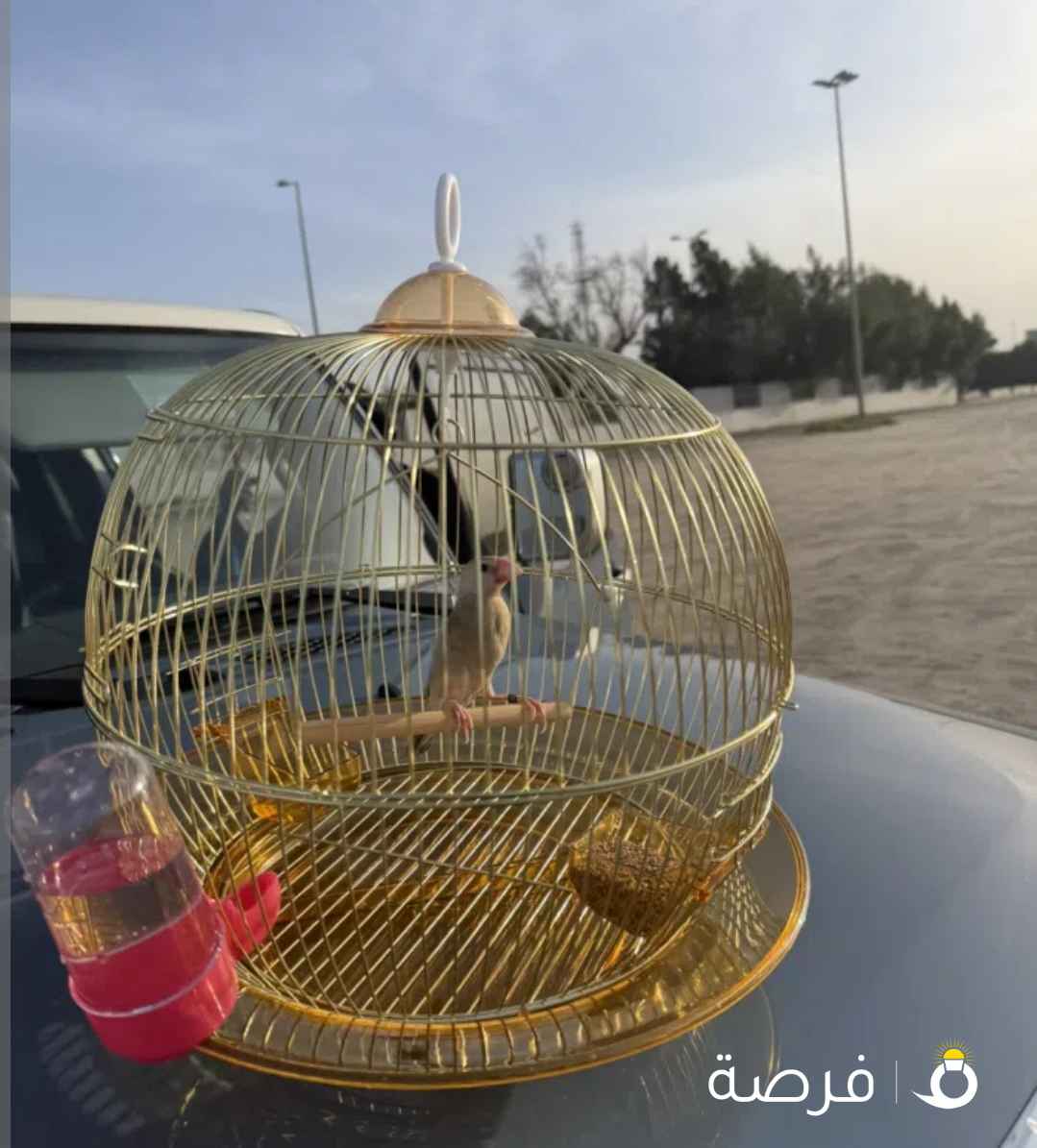 طير ربوه جاوه