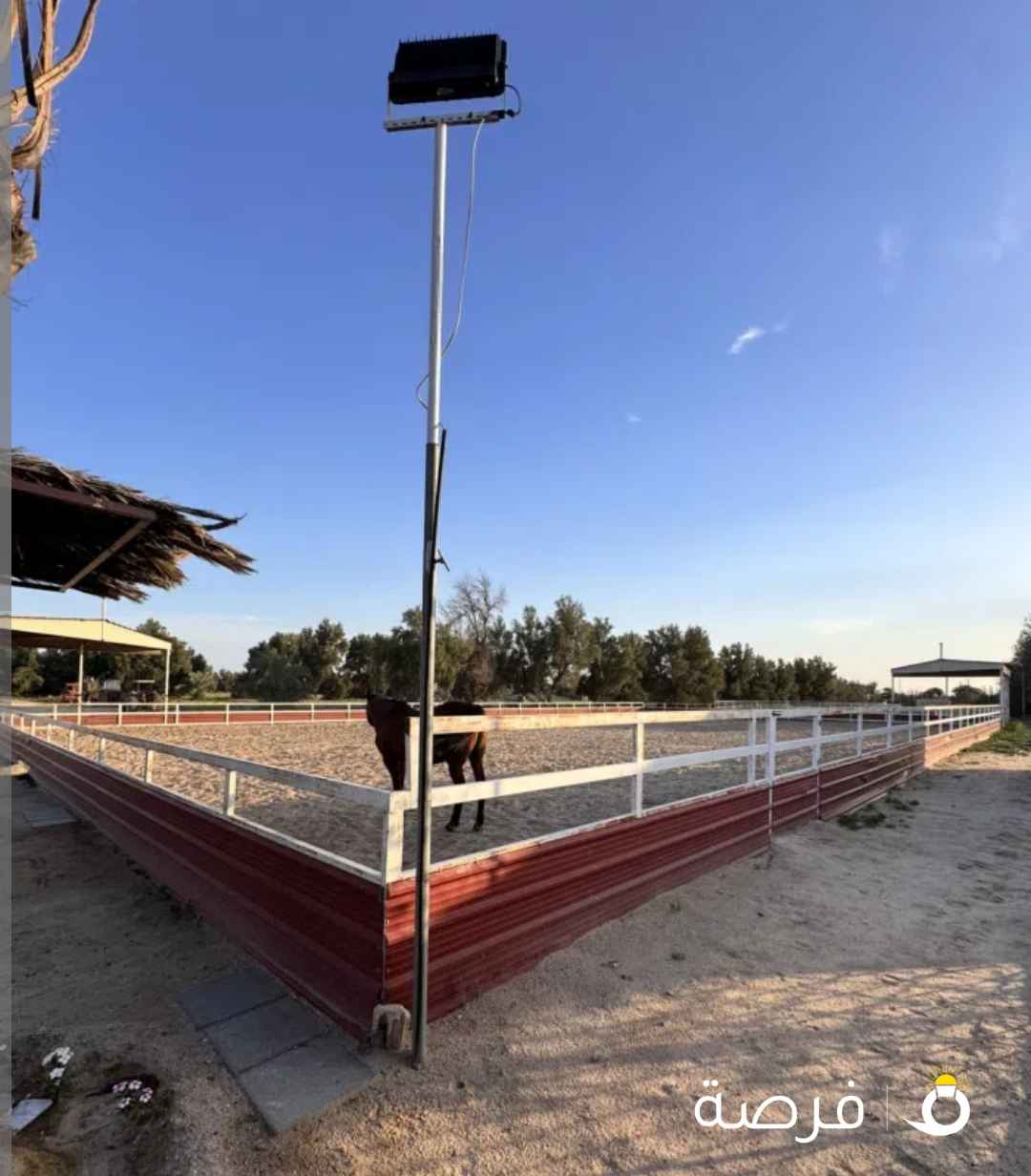 للبيع بادوك خيل حديد