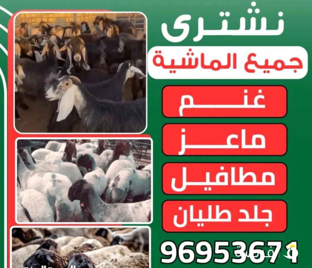 نشترى جميع الماشيه العدد مفتوح غنم وماعز تيوس ذبايح