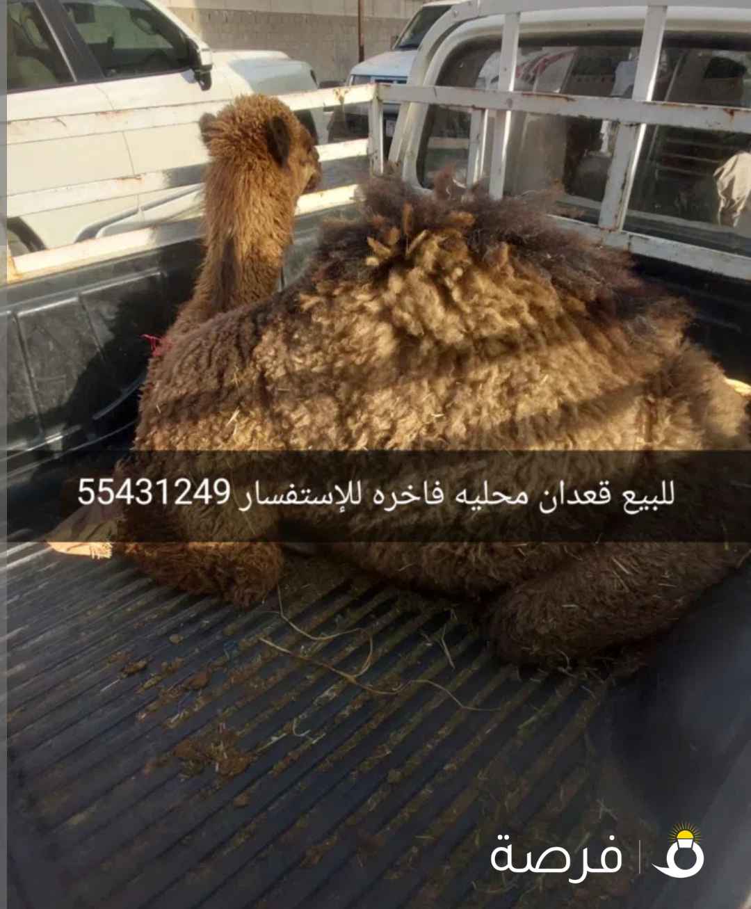 للبيع و شراء القعدان المحليه الفاخره