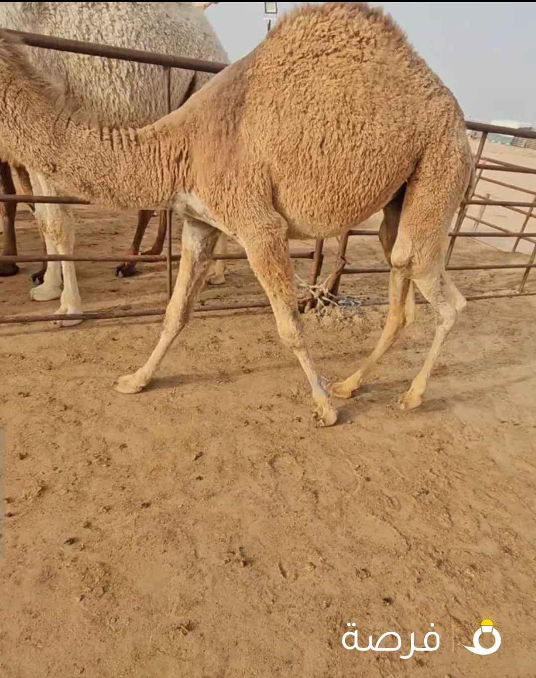 سوق الابل حاتم للقعدان المحليه والغير محليه والسعر المناسب