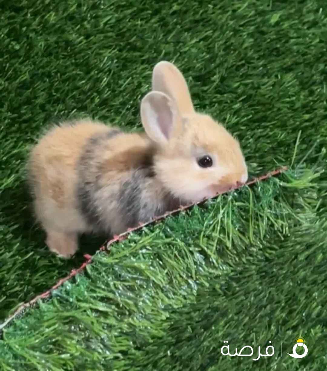 للبيع ارنب