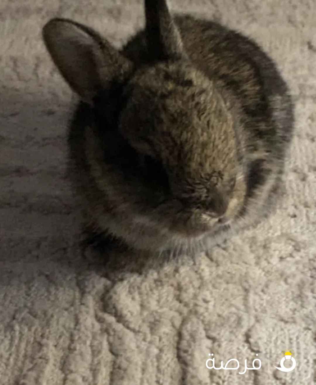 أرنب صغير للبيع