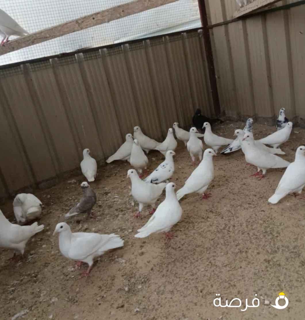 للبيع حمام فرنسي أحجام طيبة ومنتج جدا