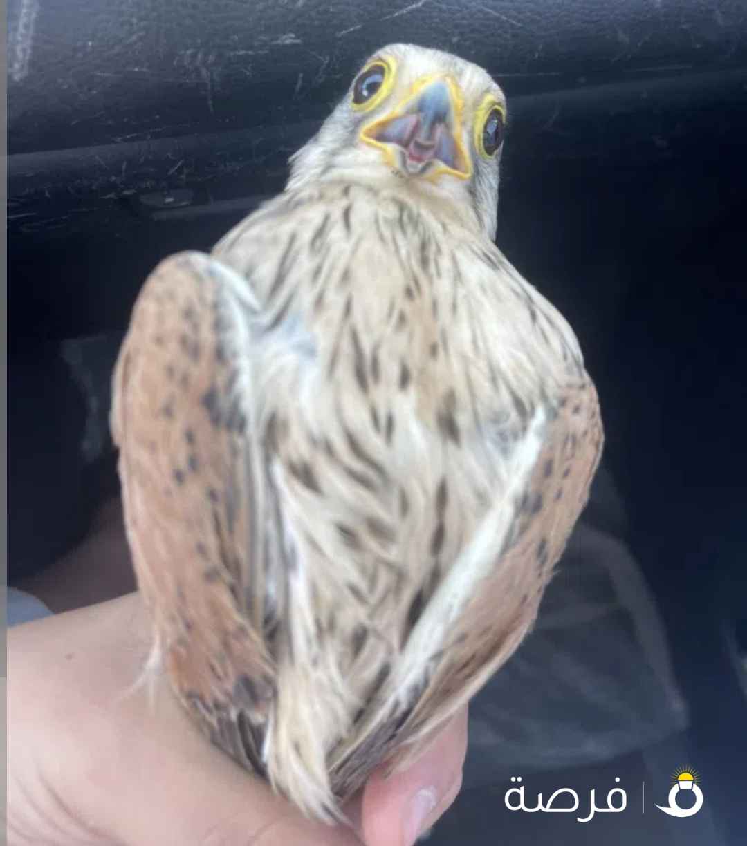 السلام عليكم