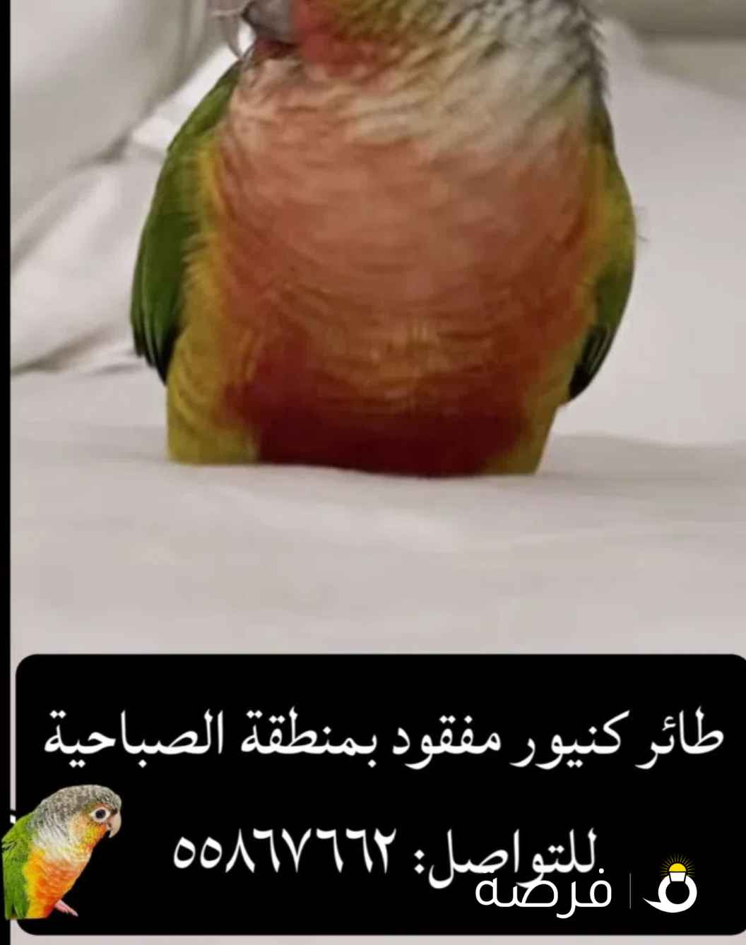 كنيور مفقود