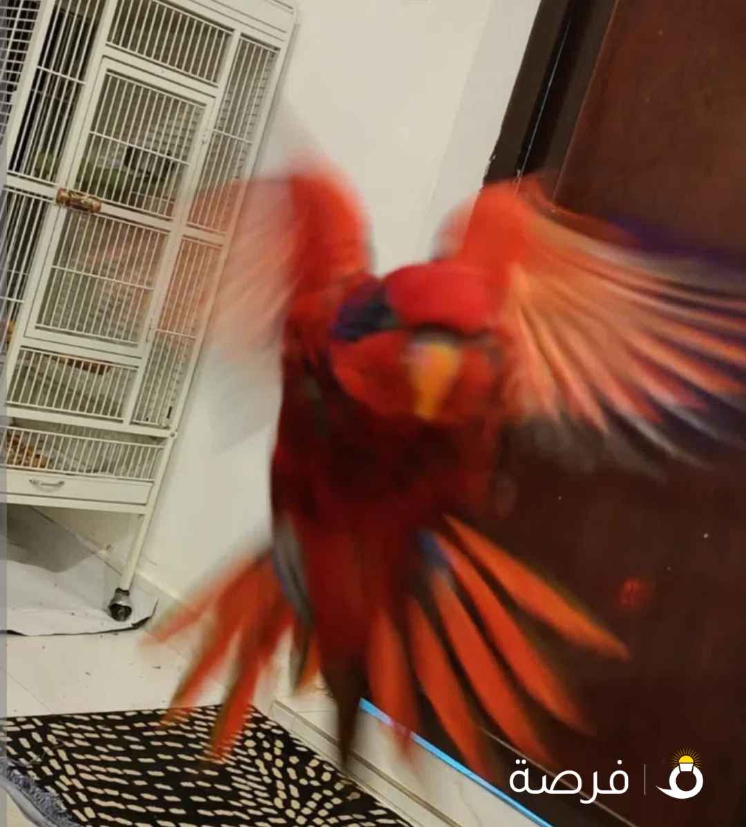 للبيع لوري بلوستريك