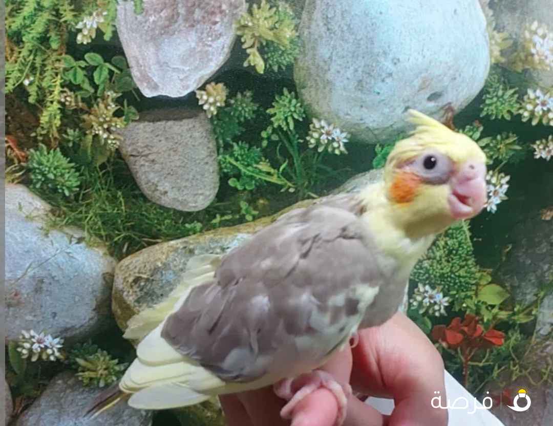 للبيع فروخ لوف بيرد وكروان