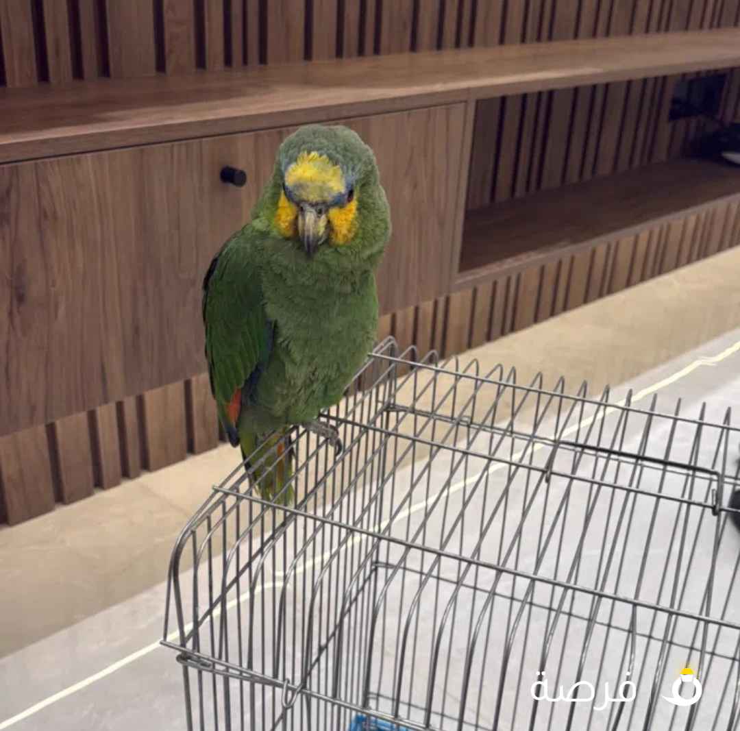امزون اورنج ونق نص ربوه
