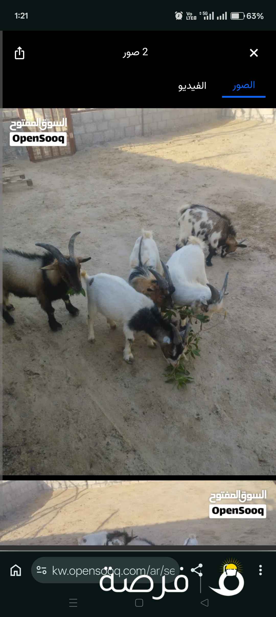 للبيع مجموعه عدد ⁦⁦5⁩⁩ تيوس تشيكي بمزارع الوفره