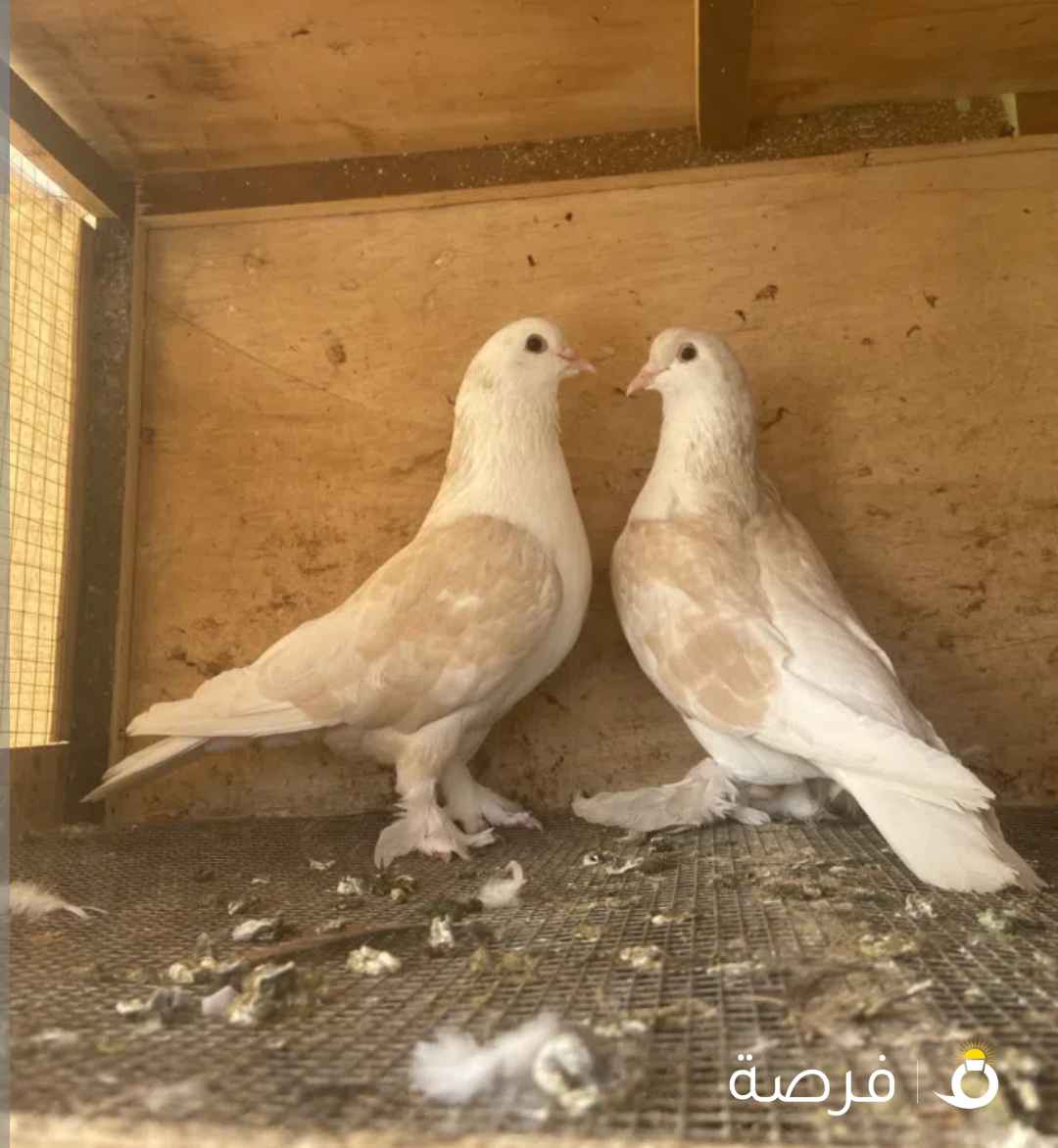 ازواج زاجل