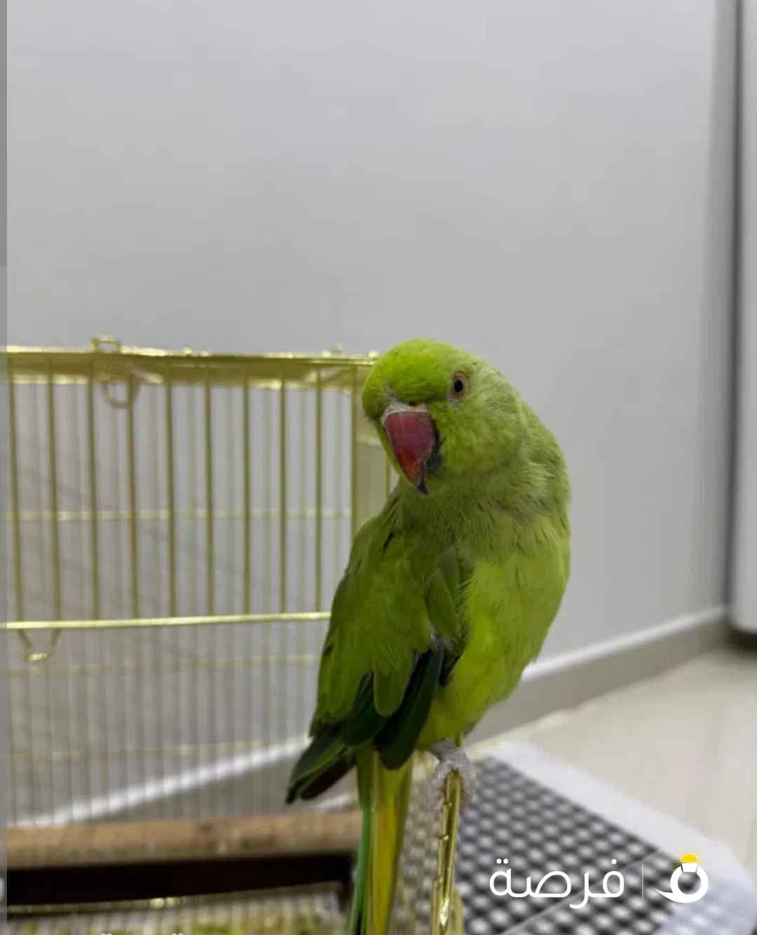 للبيع متوه
