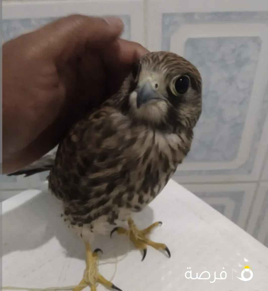 النوع الشرياص