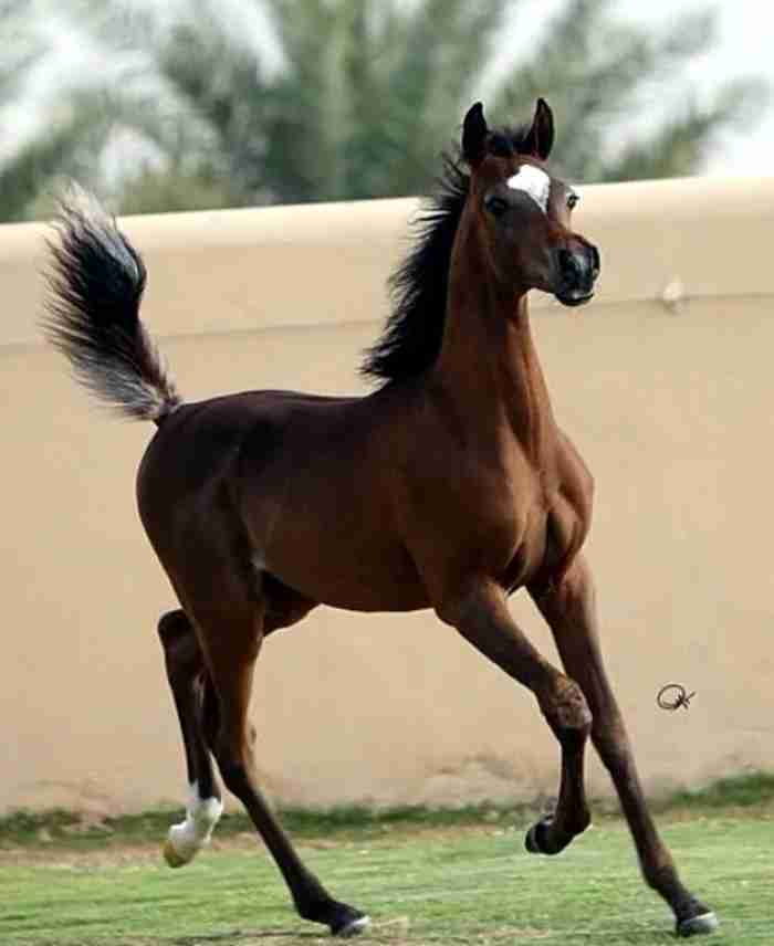 مطلوب خيل مصري بيور...رقم التوصل